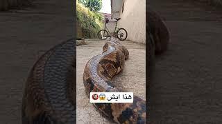 تخيل تلقاه بحوش بيتكم 