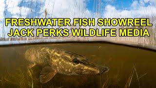 Freshwater Fish Showreel - Jack Perks Wildlife Media