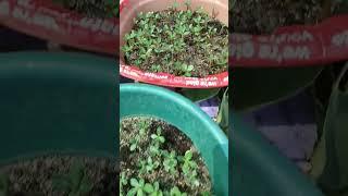 one month adenium seedlings