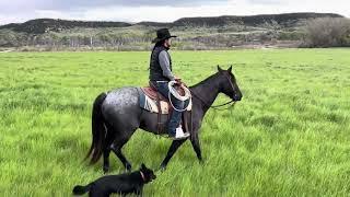 Apollo *NEW VIDEO WITH ADDED CONTENT* Diamond-McNabb Ranch Horse Sale June 1st, Douglas, WY For Sale