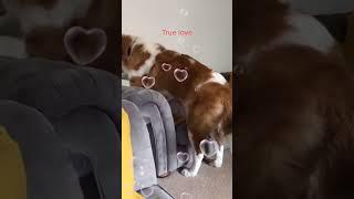 St. Bernard Puppy love. ️ #dog shorts #cutedog #shorts #funnyshorts