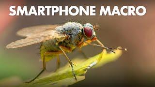 Smartphone Macro Photography with the Kase Master Macro Lens