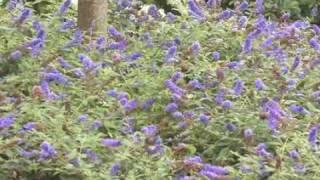 Lo & Behold®  'Blue Chip'  Butterfly Bush