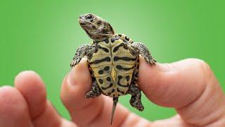 Last of the Wild Baby Turtles! + Tortoise Emergency at Garden State Tortoise!