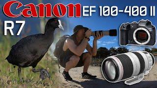 Canon R7 Bird Photography: the best APS-C Camera I've ever used for Widlife Photography