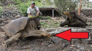 Epic Wildlife Comebacks!