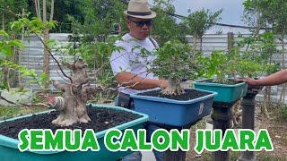 "BISA SECEPAT INI" PROSES BONSAI YANG LUAR BIASA