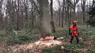 Holzernte im Starkholz [Fällung einer Eiche]