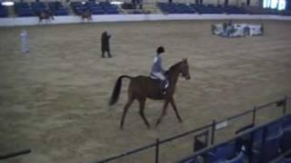 The Arabian - Bluegrass Classic Arabian Horse Show