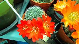 My Rebutia Krainziana Cactus in stunning Bloom