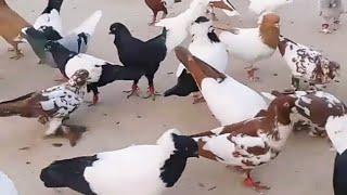 سهرة حمام المساء تشكيلة نواعم مميزة جدا الله يبارك لصاحبهن beautiful pigeons of the Levant