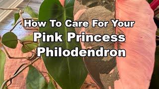 Caring For Your Pink Princess Philodendron | All You Need To Know