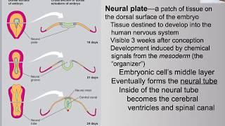 9.1 Neurodevelopment Phases