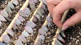 How to Propagate Echeveria succulents from Leaves -  Incl. Rare Crested form of Ling Snow (Ariel) 凌雪