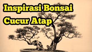 Inspirasi Bonsai Cucur Atap (sapu-sapu) Terbaik