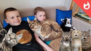 Котики ждут вас в меховом кафе в Калуге / Котокафе