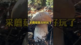 采蘑菇也太好玩了吧