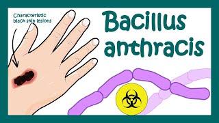 Anthrax: Bacillus anthracis | What does Bacillus anthracis do to humans? | what is Anthrax?