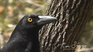 Pied Currawong ( Strepera graculina ) HD Video Clip 1/1Tim Siggs ABVC