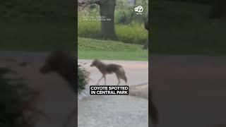 Coyote spotted in NYC's Central Park