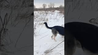 Вот эту сломай!#мороз #shortvideo #против #шерсти #зима #овчарка