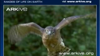 ARKive Accipiter nisus hunting video