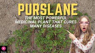 Purslane | The Most Powerful Medicinal Plant That Cures Many Diseases | Blissed Zone