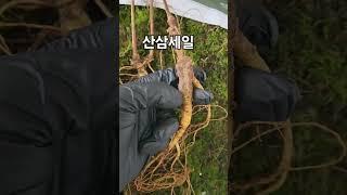 야생산삼 세일