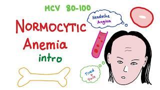 Normocytic Anemia Intro