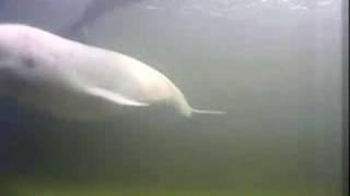 David Rothenberg plays with beluga whales in Russia