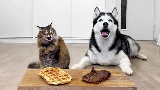 WILL My Dogs And Cats Choose Waffles Over Meat? Cat's Unexpected Choice