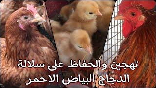 الحفاظ على سلالة الدجاج البياض الاحمر