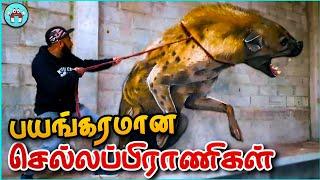 மிரளவைக்கும் செல்லப்பிராணிகள் | Dangerous Pets | The Magnet Facts