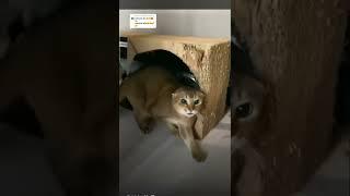 Kucing Tik Tok Lucu Cute Cat Cute Cat MomoNo