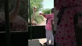 #Ostrich feeding at #ostrichfarm, #unique #experience #southafrica