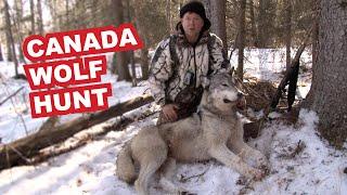 Canada Wolf Hunt