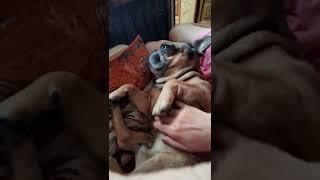 Что любит французский бульдог Марсель?