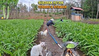 Petik pare kemangi, panen kangkung, hadiah, masak tumis pare, hidup di hutan bekebun & ternak CR-103