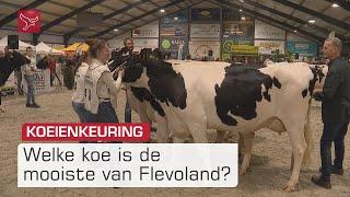 Koeien poetsen, scheren en vertroetelen in Dronten | Omroep Flevoland