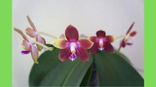 Two Spikes - Reliable Sequential Bloomer | Fly Eagle 'Wilson' | Orchid Care Tips