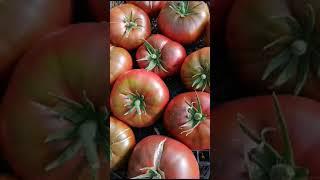 СОРТ ДЛЯ НЕ МНОГИХ // НАЙТИ СЛОЖНО, КУПИТЬ ДОРОГО // МОЯ КОЛЛЕКЦИЯ