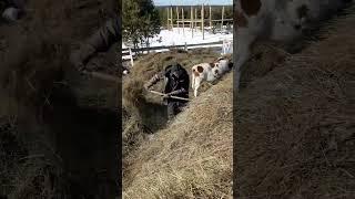 Привет с нашей фермы 10 03 25