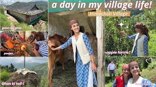 A Day In My Village Life️: apple farms, village life, family & dher sara pyaar !! Shimla Vlogs