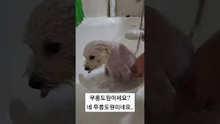 금동이 입원 하기 전 약용 목욕하기🩷 이렇게 착할수가 #강아지 #강아지영상 #강아지일상 #아기강아지