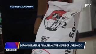 Sorghum farm as an alternative means of livelihood | PTV News Tonight