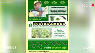 #Lele #Kangkung #Tips:1  "MEMILIH KANGKUNG UTK BUDIKDAMBER" Ruri Satria Berdasi SOBAT EMBER JOGJA