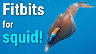 Tagging and tracking wild squid