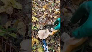 Грибы в ноябре! Вот это кайф #грибы#рыжики