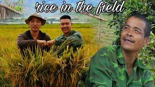 Tuấn & Hong's Perfect Day: Experience harvesting rice on beautiful fields | SUNG A PAO