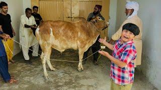 Hamary Raju ki qurbani ho gai  || Ali bht sad ho gaya  || Eid 3rd day ||